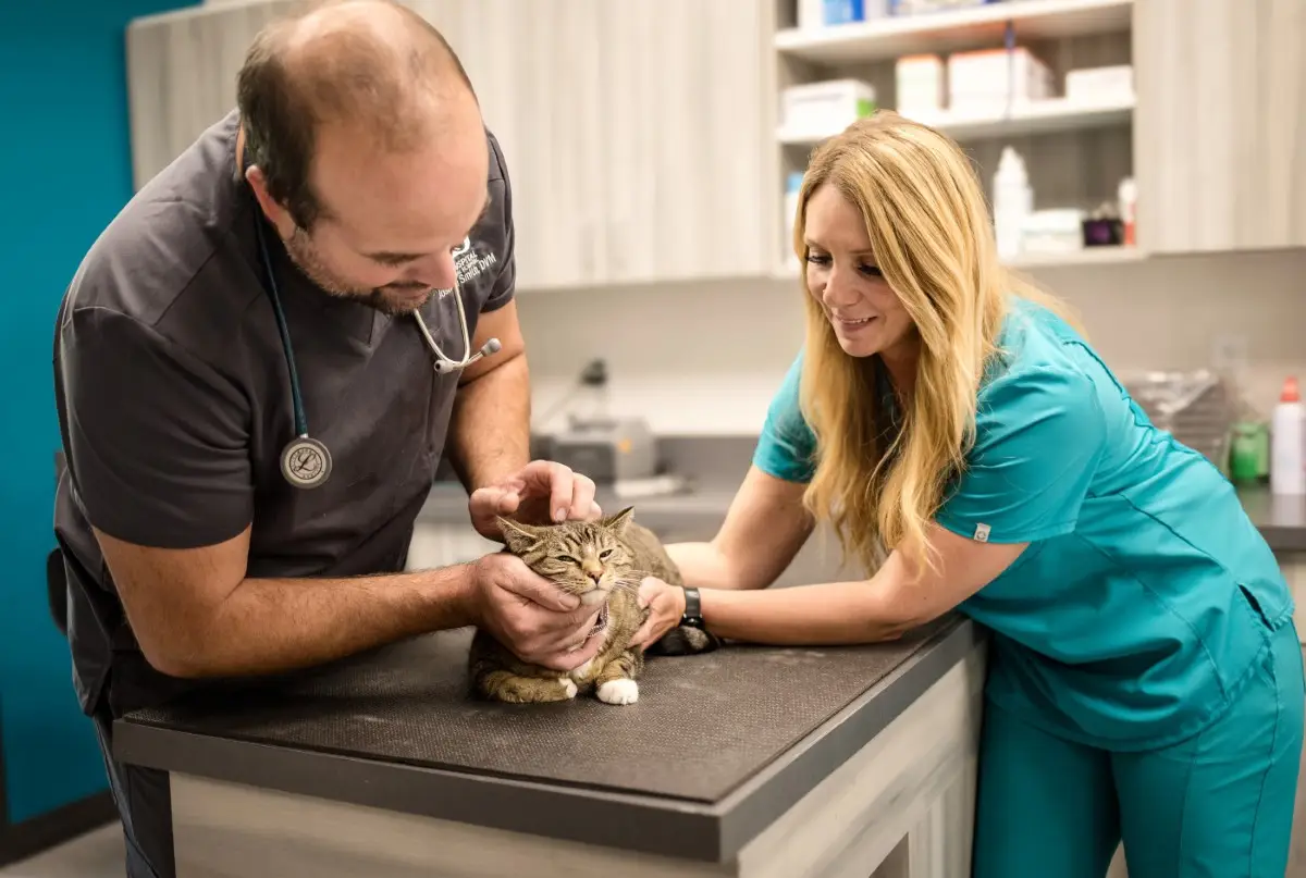 cat wellness exam at vet clinic