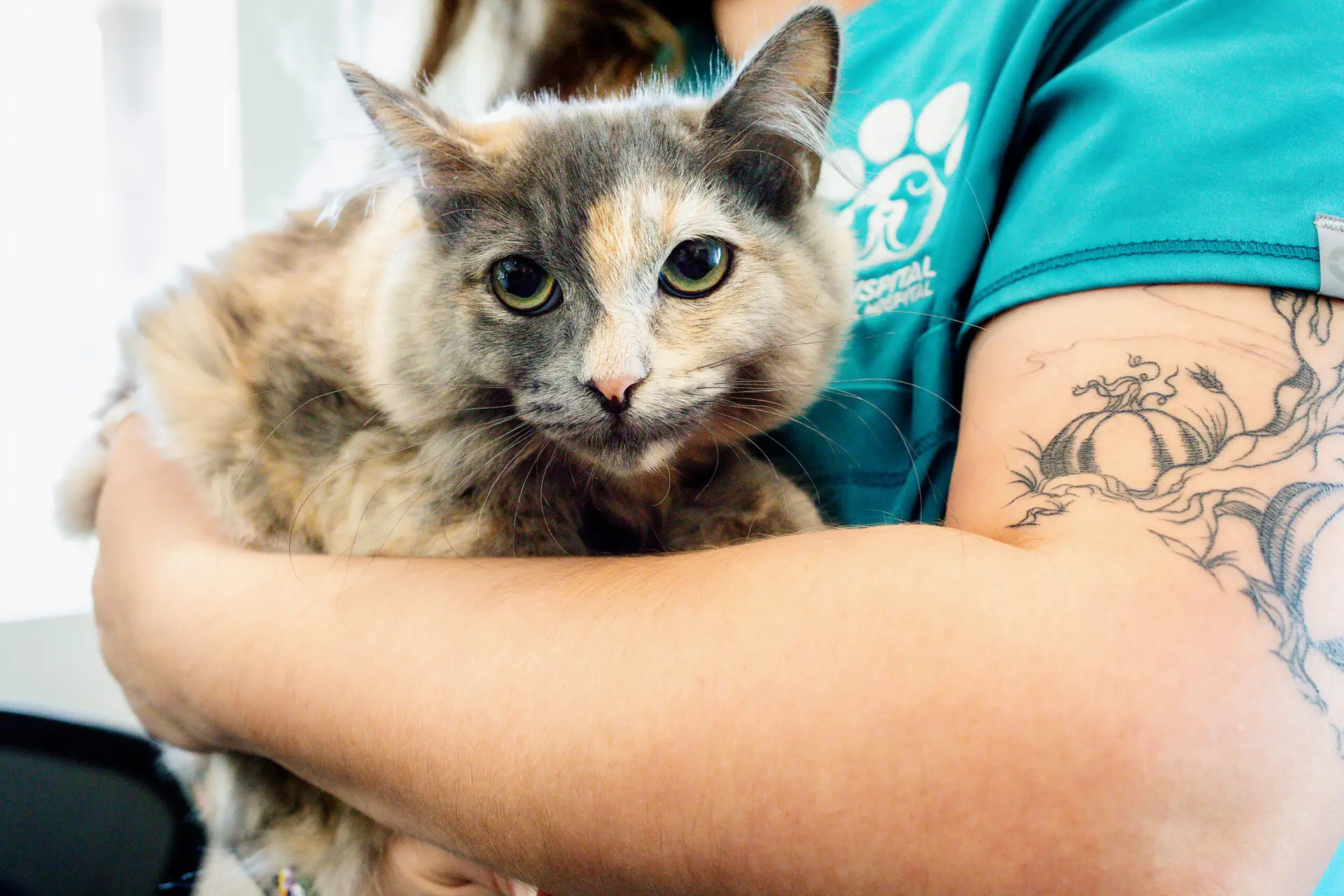 tortoiseshell cat in vet tech arms at vet clini