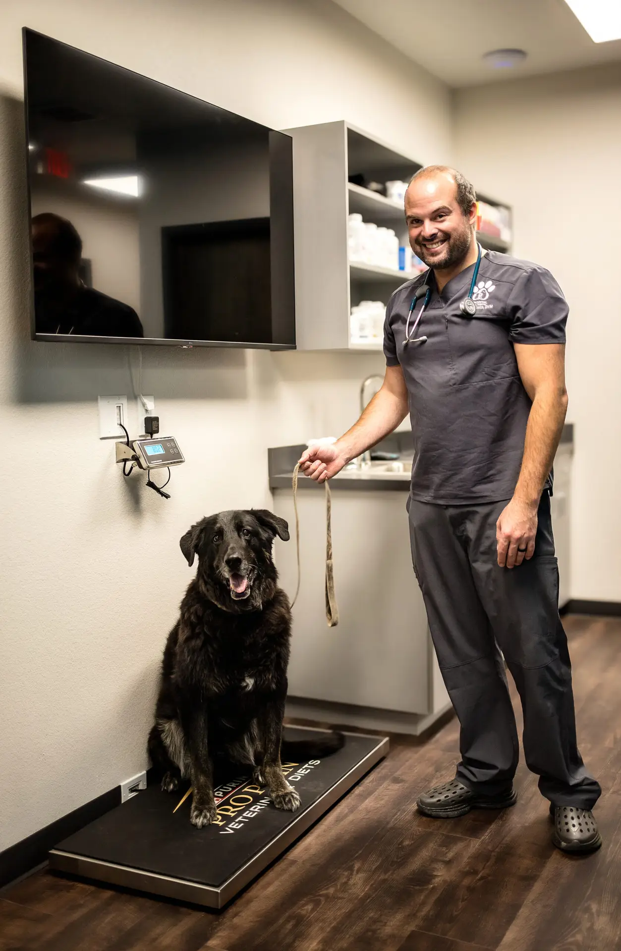 Senior black labrador getting his weight checked